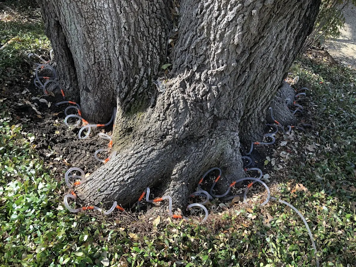 Detailed Tree Cabling and Bracing job site in Atwood